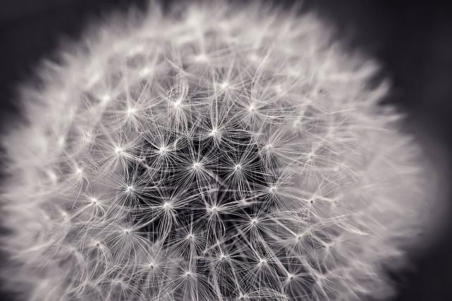 dandelion-2295441_640